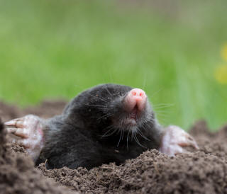A Mole emerging from a Molehill